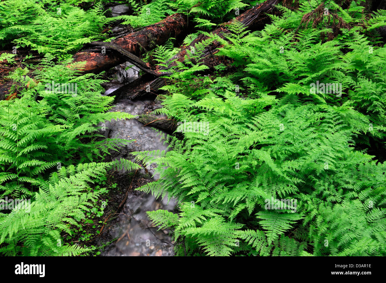 Western Hemlock Grove Stock Photo More Pictures of