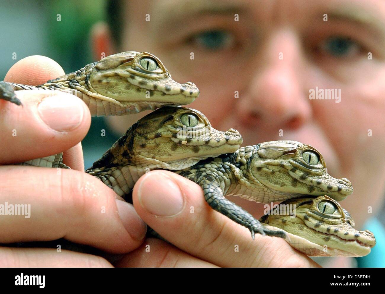 (dpa) - Shop owner <b>Torsten Seibt</b> holds up four spectacled caiman babies only ... - dpa-shop-owner-torsten-seibt-holds-up-four-spectacled-caiman-babies-D3BT4H