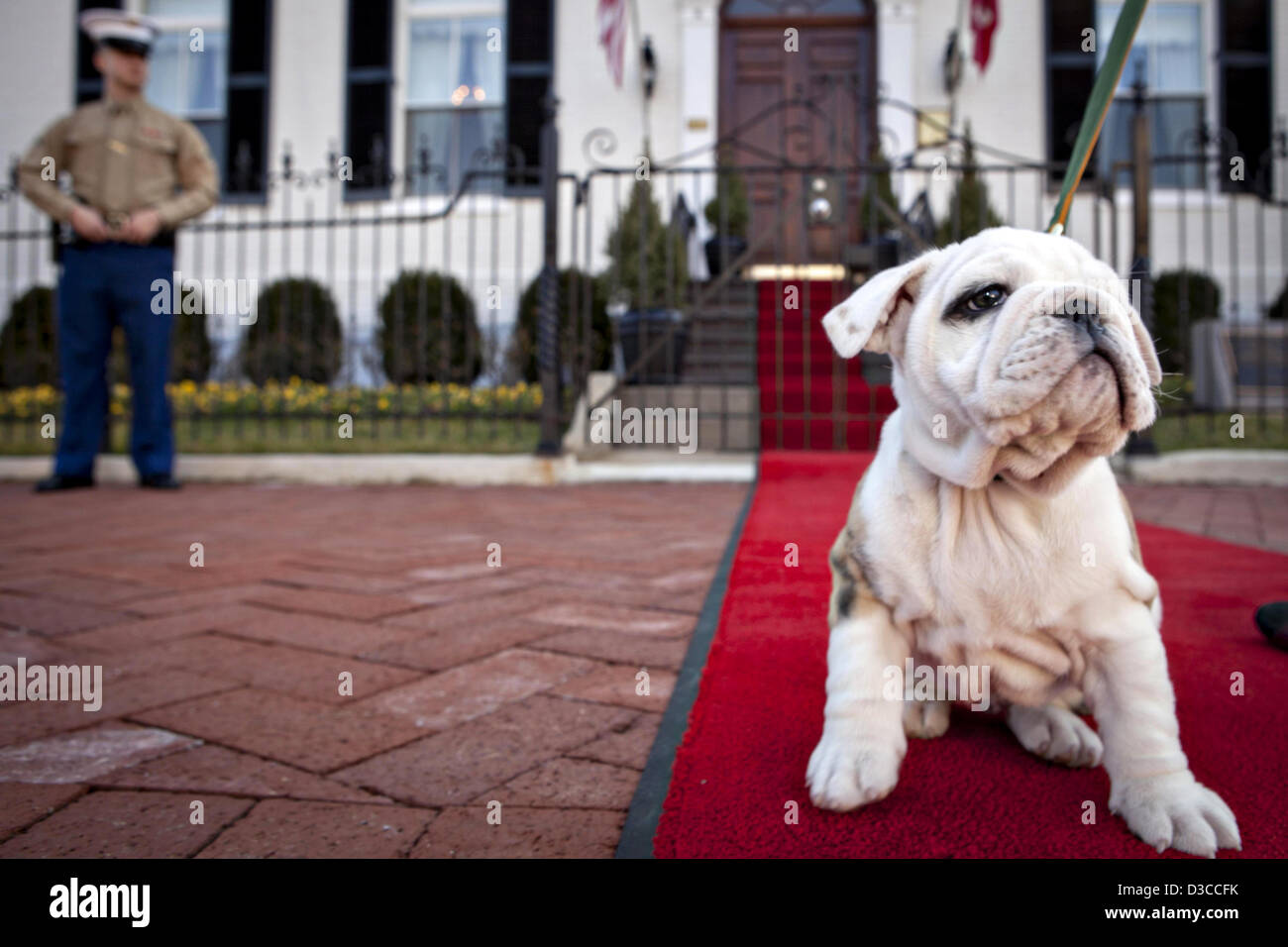 Chesty, future Marine Corps mascot, sits on the red carpet in Chesty, future Marine Corps mascot, sits on the red carpet in