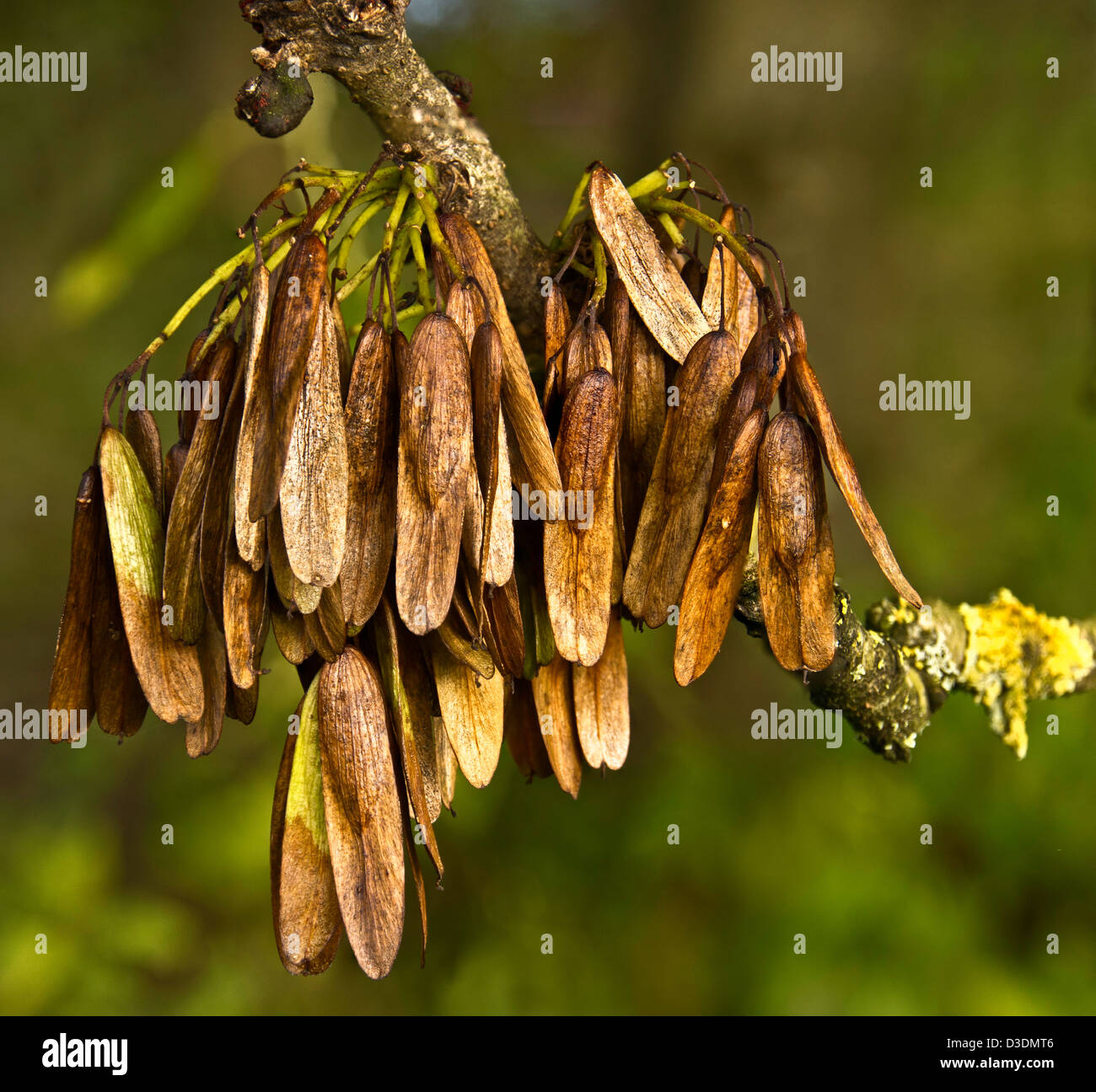 Spinning Jenny Seed, Acer pseudoplatanus Stock Photo, Royalty Free