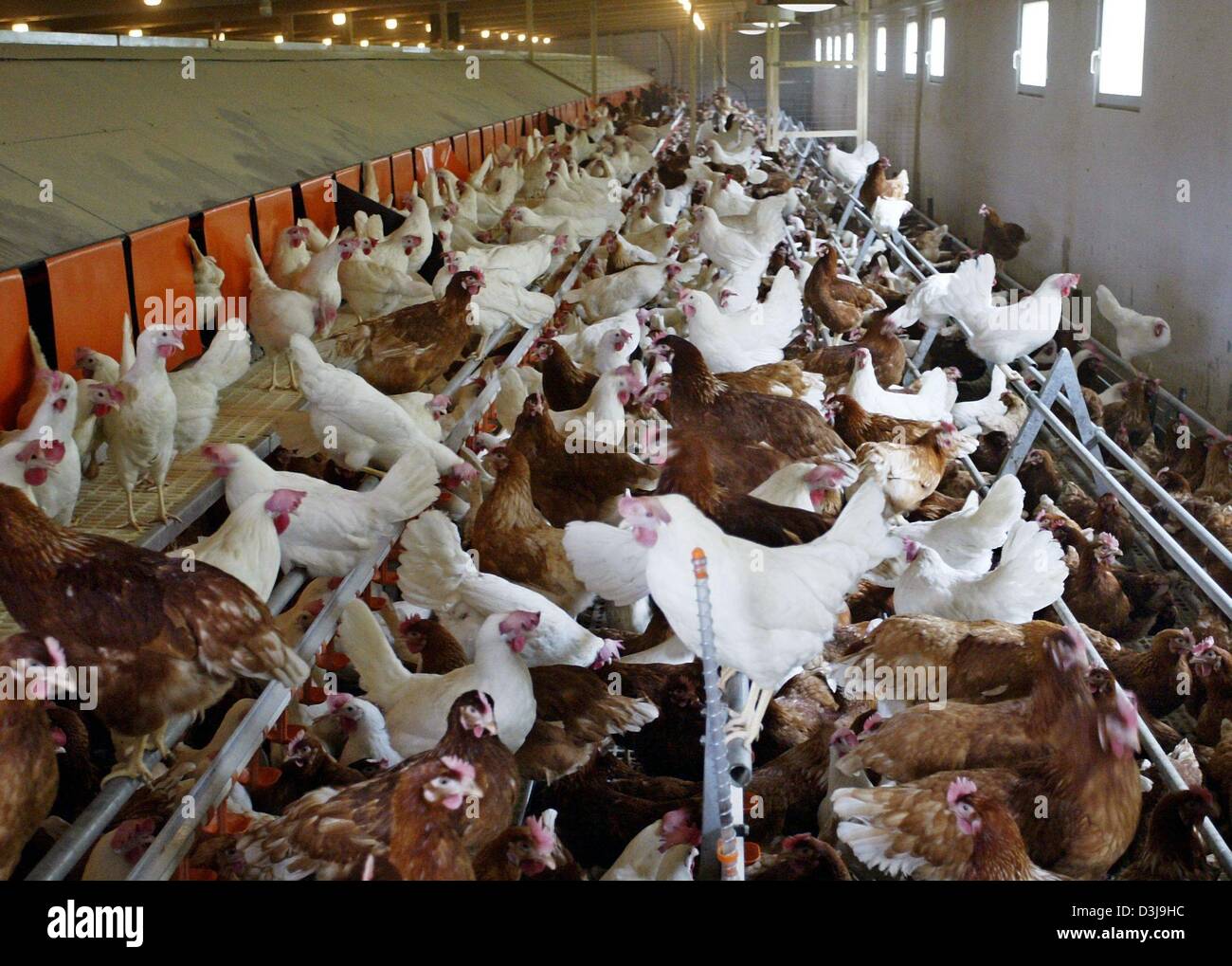 (dpa) Freerange laying hens crowd in a stable at a poultry Stock