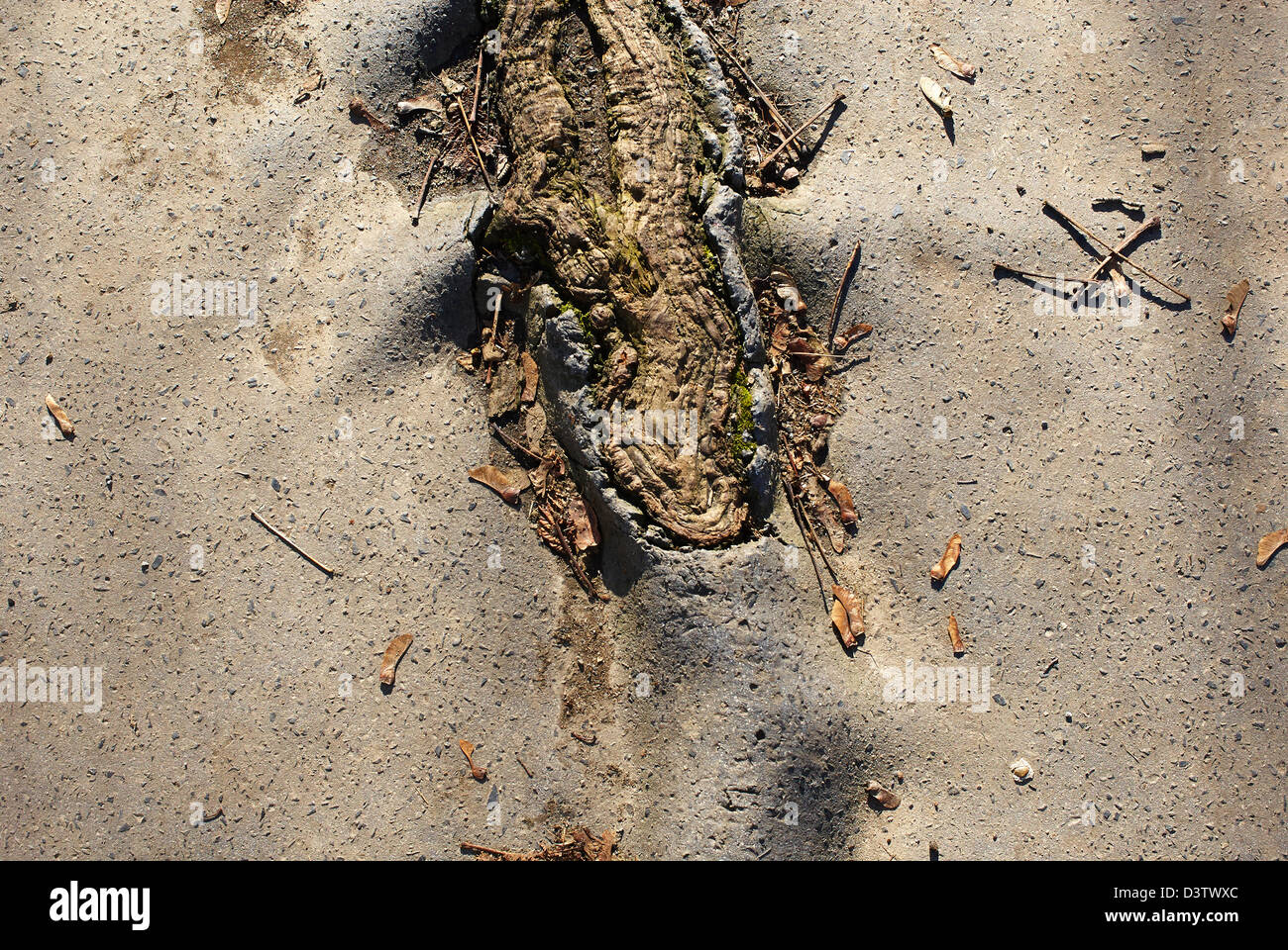 Root Of The Tree In Asphalt Power Of Nature Stock Photo Alamy