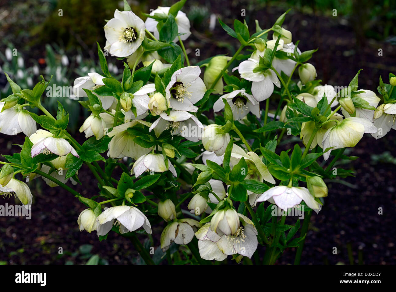 helleborus hybridus white black centre center synonym syn helleborus ...