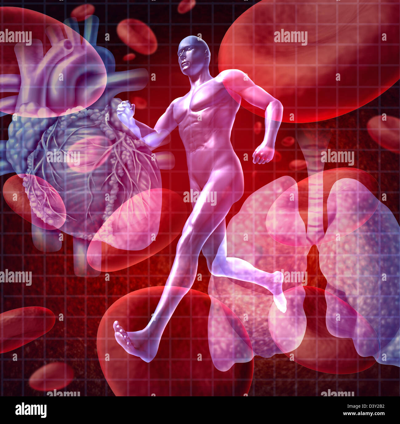 Cardiovascular system as a health care and medical concept with a Stock
