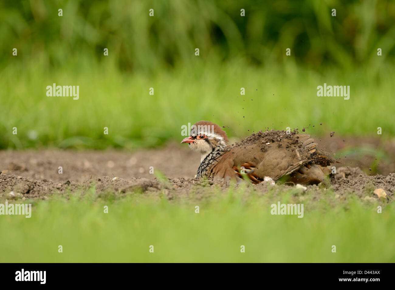 Red Legged Partridge Alectoris Rufa Sat On Ground Dust Bathing