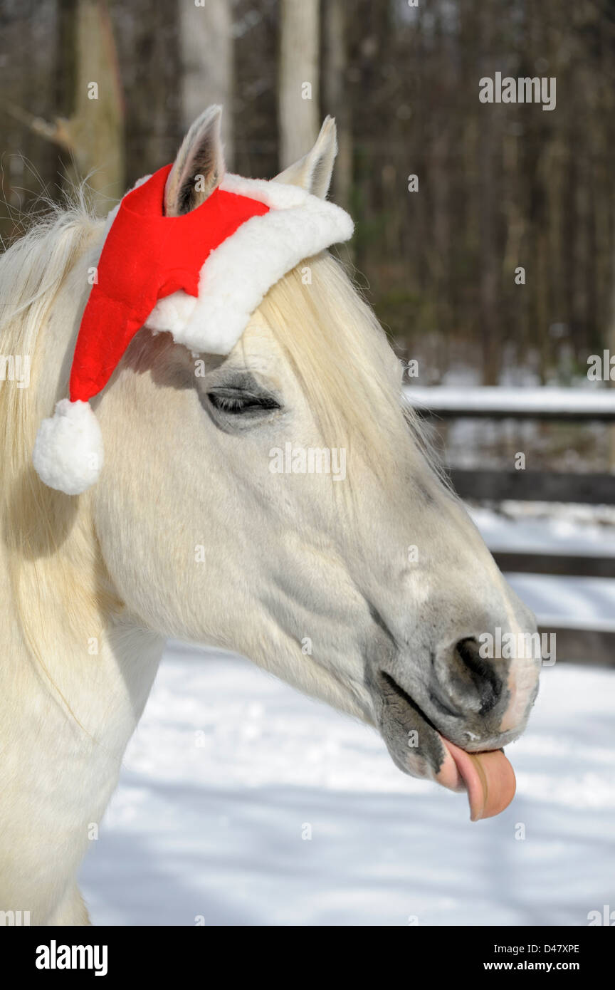 White Horse Wearing Santa Christmas Hat, Head Shot With Copy Space