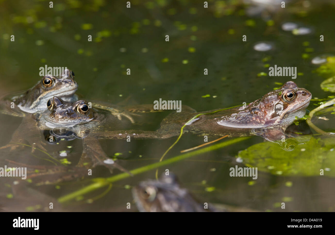 Common Frogs European Common Brown Frog Rana Temporaria At Breeding