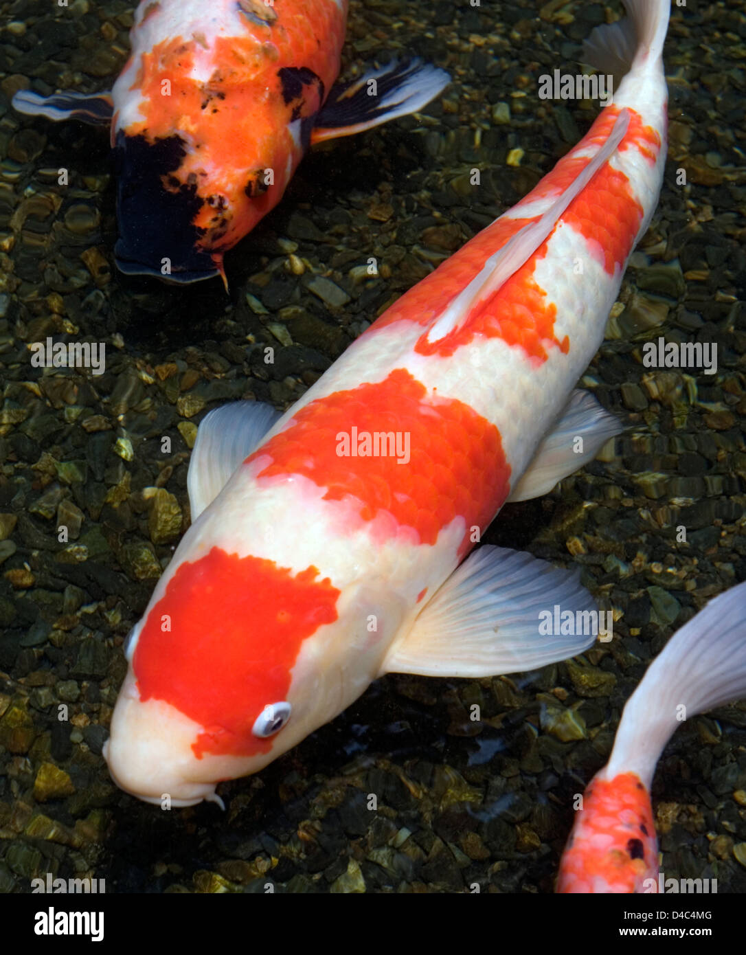 orange-white-and-multi-colored-koi-carp-