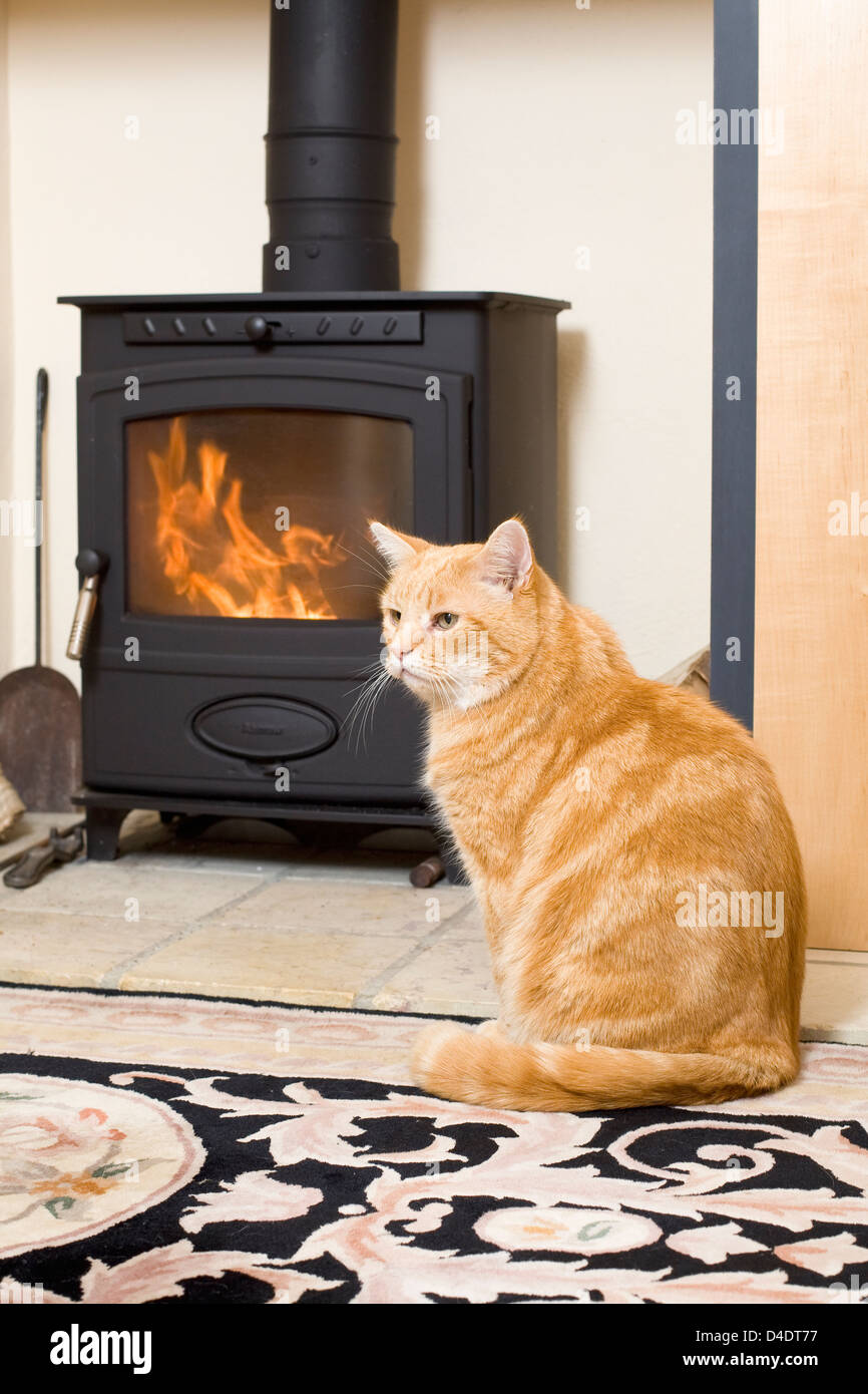 Ginger Cat Sitting in Front of a Wood Burning Stove Stock Photo