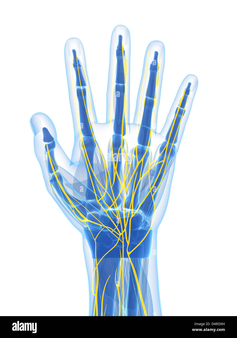 nerves of the hand cadaver