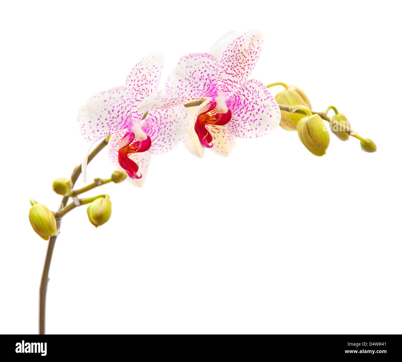 White And Magenta Phalaenopsis Orchid Isolated On White Stock Photo Alamy