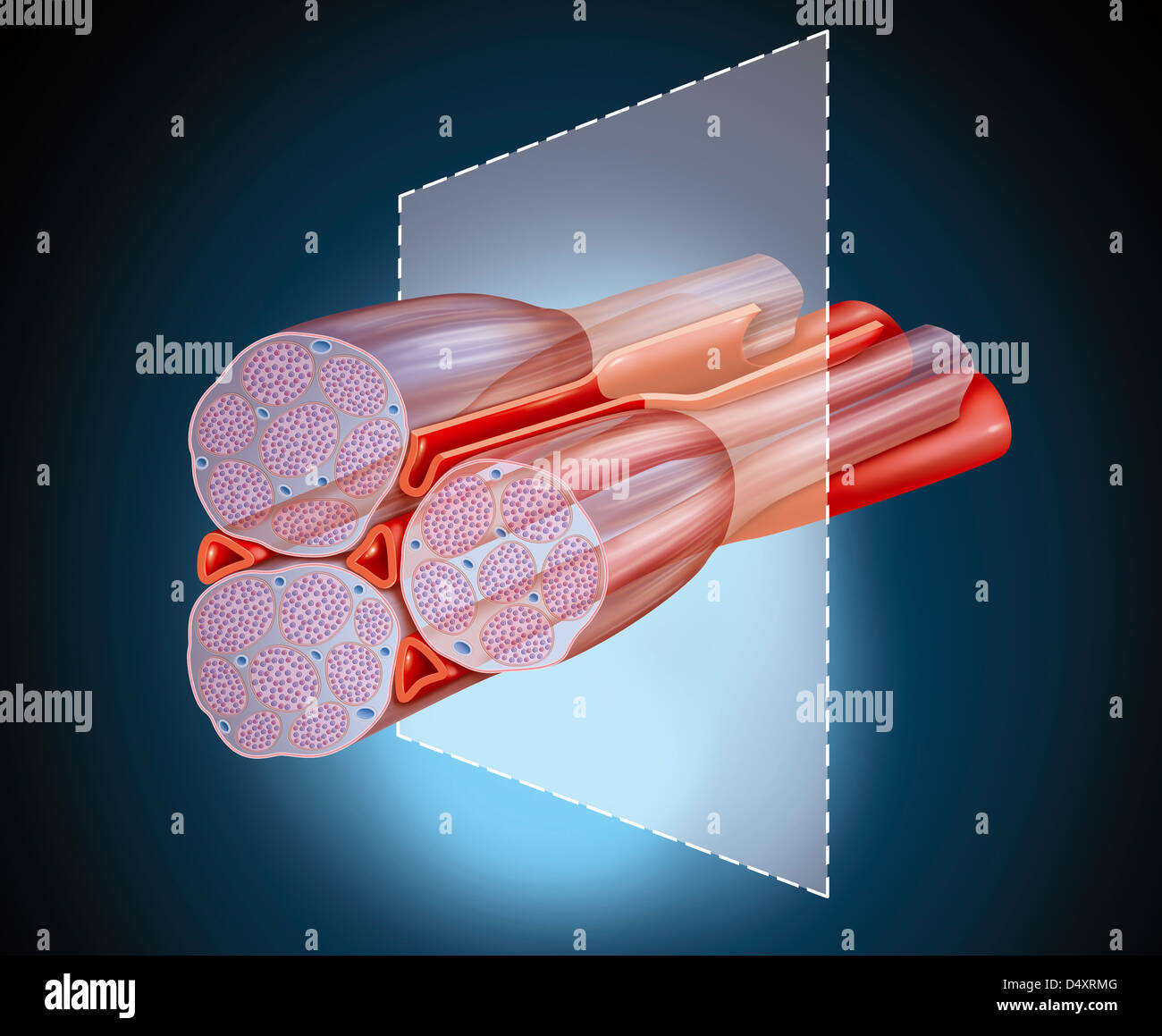 CRAMP, DRAWING Stock Photo, Royalty Free Image: 54679088 - Alamy