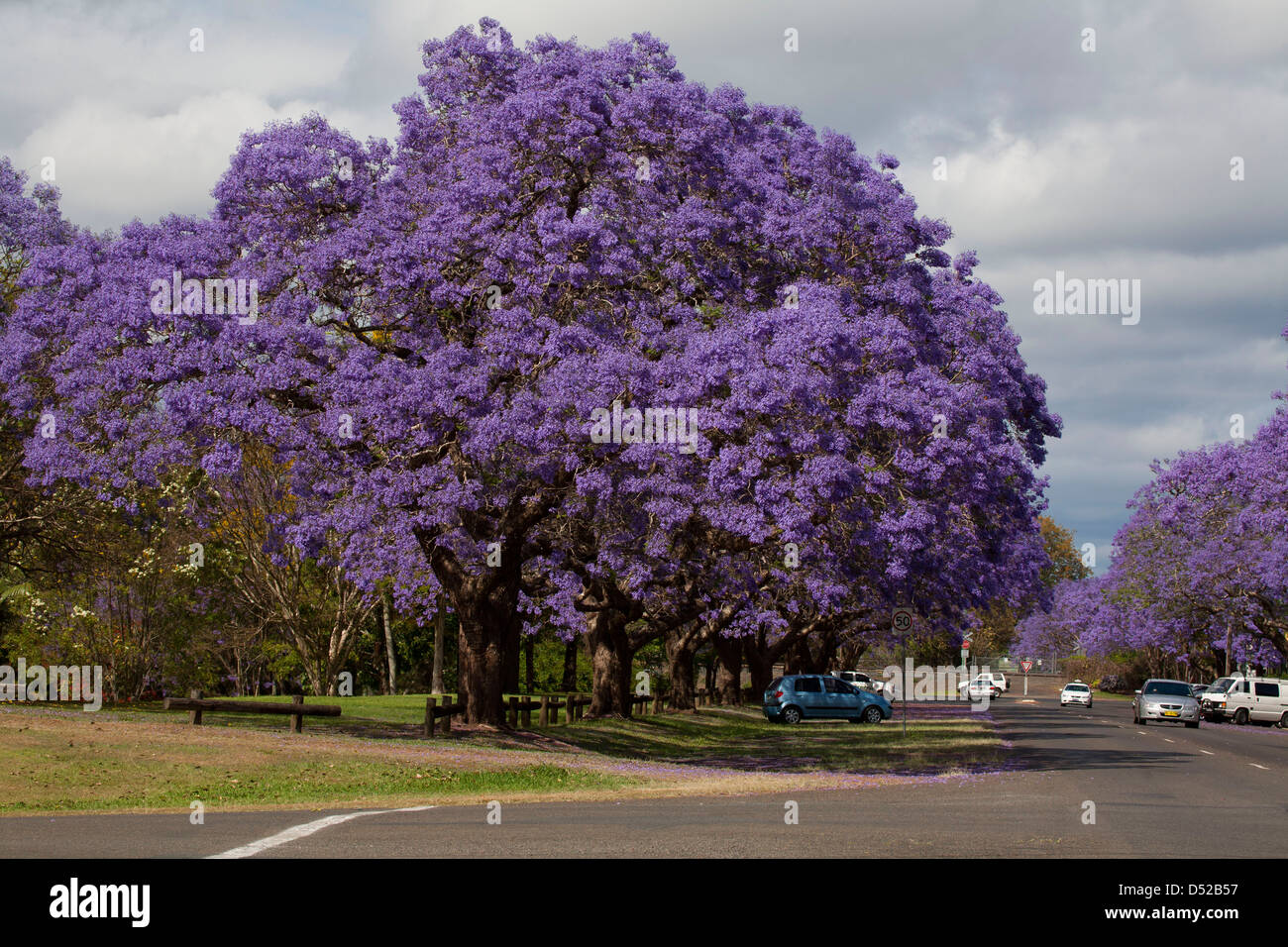 Jacaranda trees in full bloom Grafton New South Wales Australia Stock Photo, Royalty Free Image