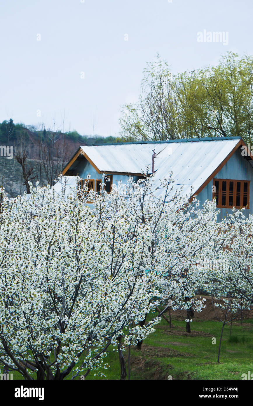 Apple trees in bloom at farm, Sonmarg, Jammu And Kashmir, India Stock