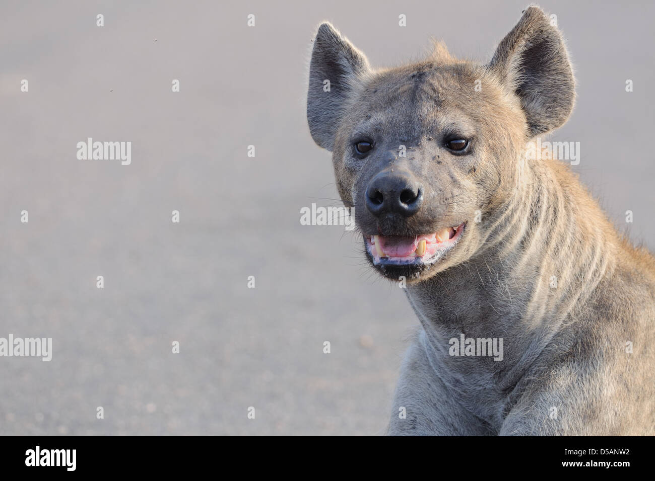 Spotted hyena (Crocuta crocuta), adult lying on paved road, Kruger