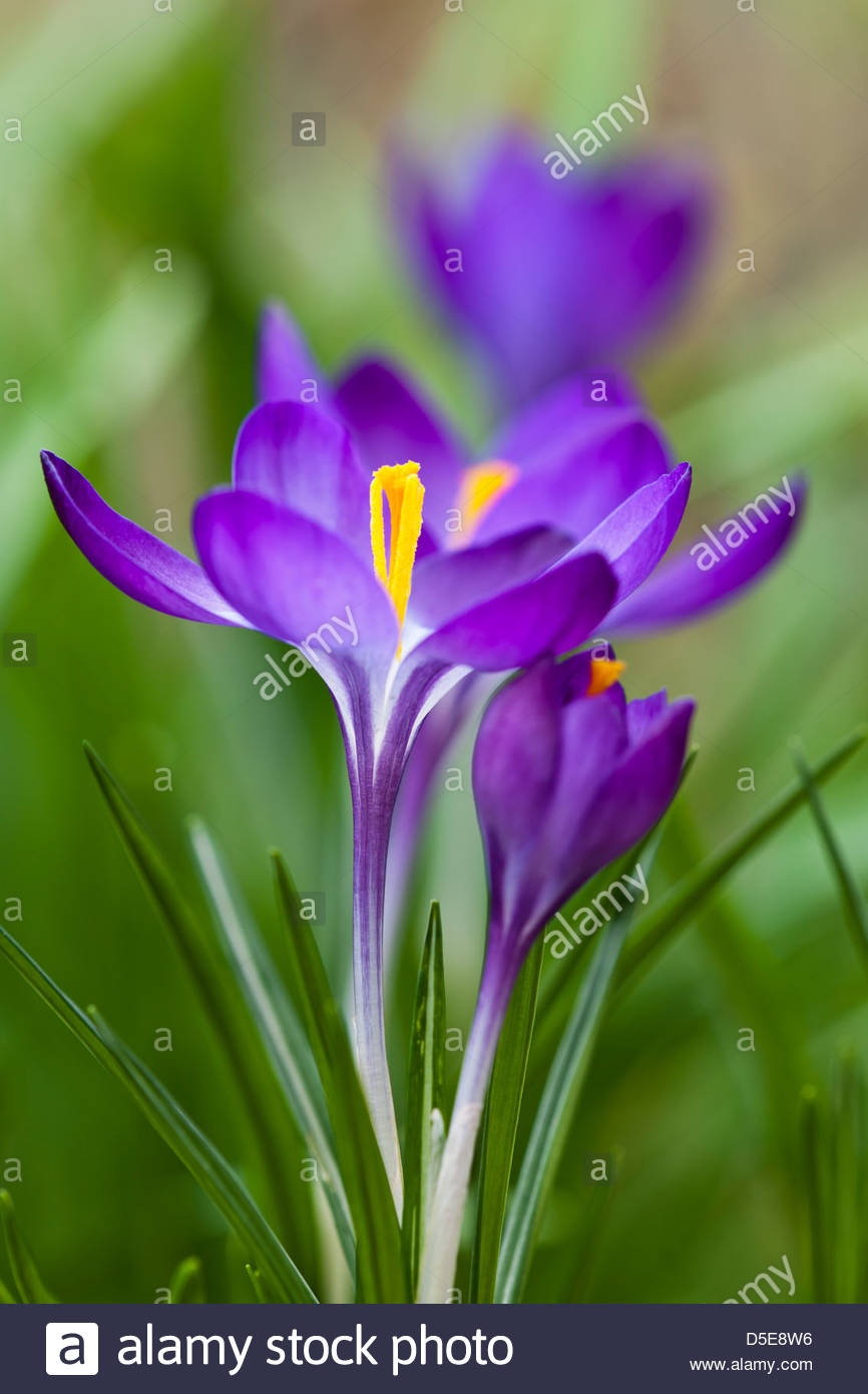 crocus tomasinianus ruby giant spring flower bulb violet purple color colour green march garden plant close up close up