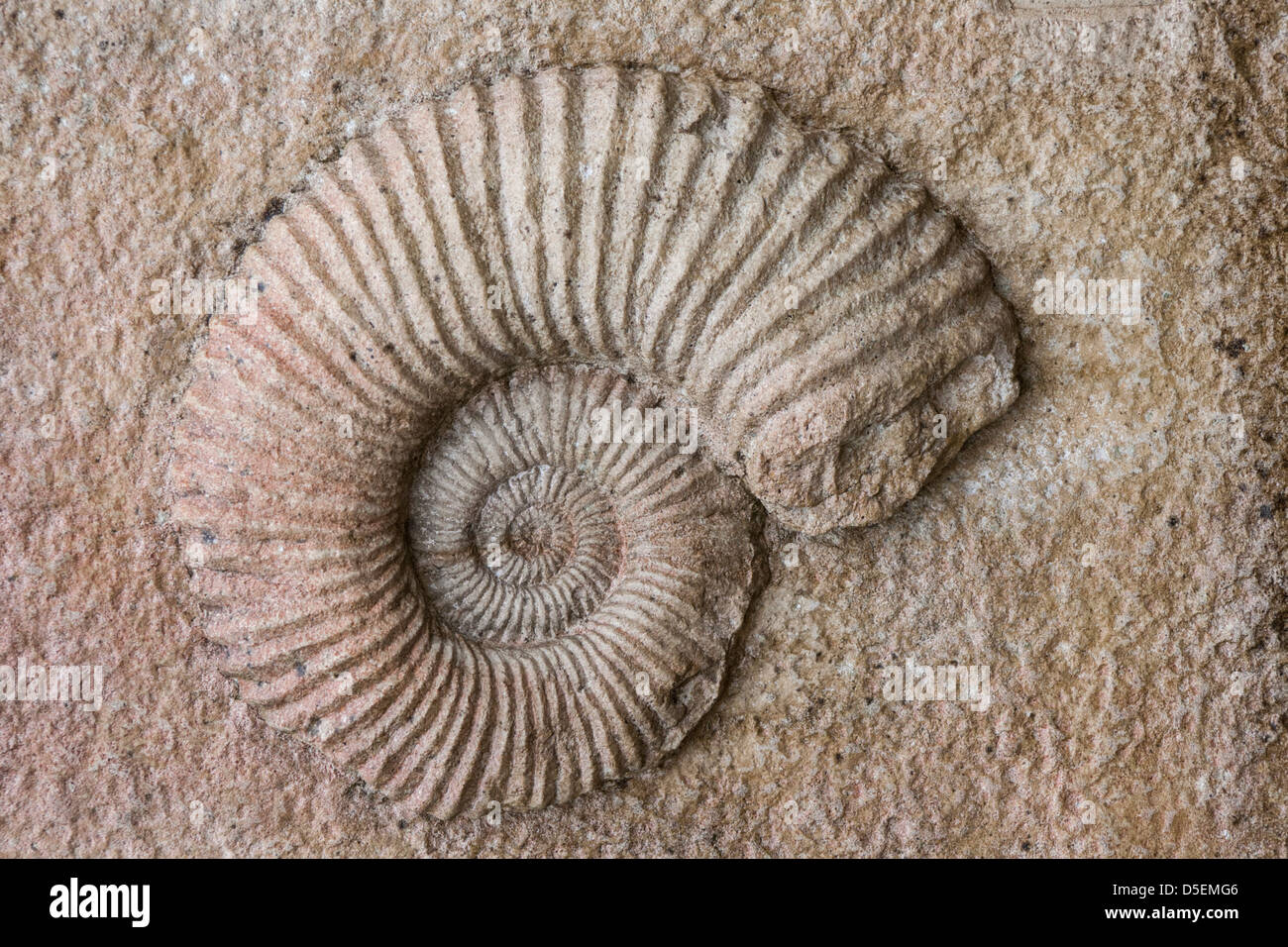 Fossil prehistoric snail ammonite Stock Photo, Royalty Free Image