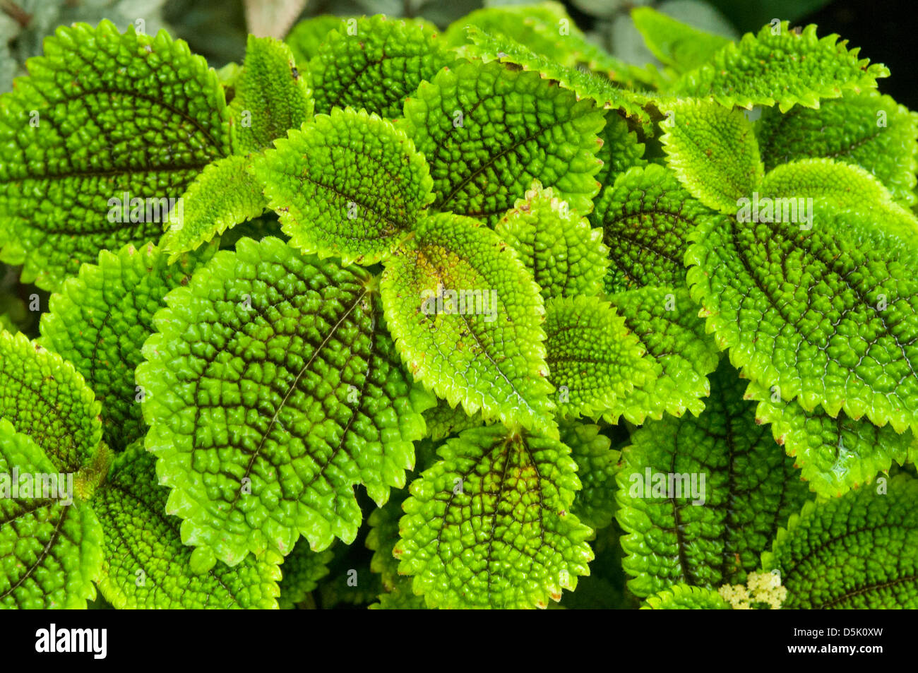 Pilea involucrata, Moon Valley Pilea Stock Photo, Royalty Free Image 55122225 Alamy
