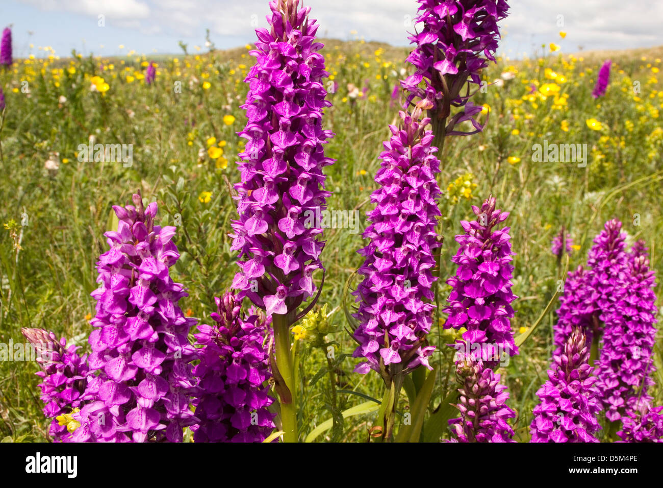 Braunton stock photos & braunton stock images alamy Living in brauntnen