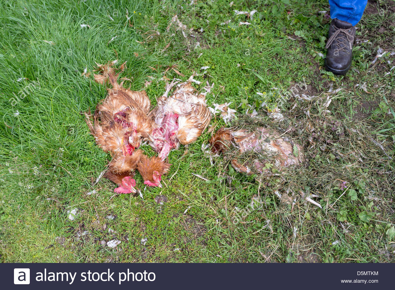 A man inspecting his chickens which were killed by an animal in the