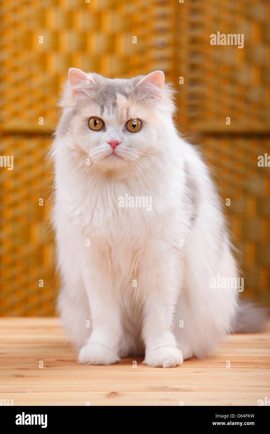 British Longhair Cat Blue Cream White Highlander Lowlander