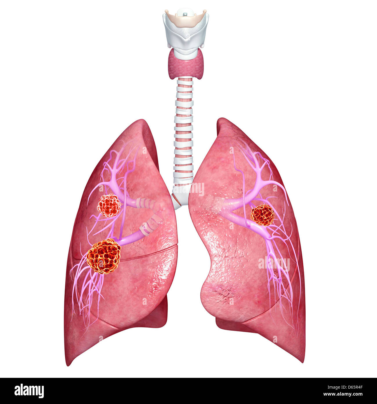 Lungs With Trachea And Bronchi High Resolution Stock Photography And