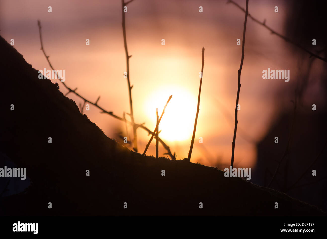 Sunset Tree Silhouette Stock Photo Alamy