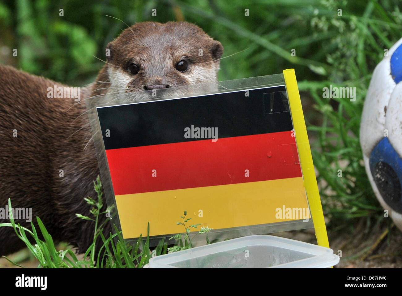 Otter Ferret predicts a victory of the German team in the