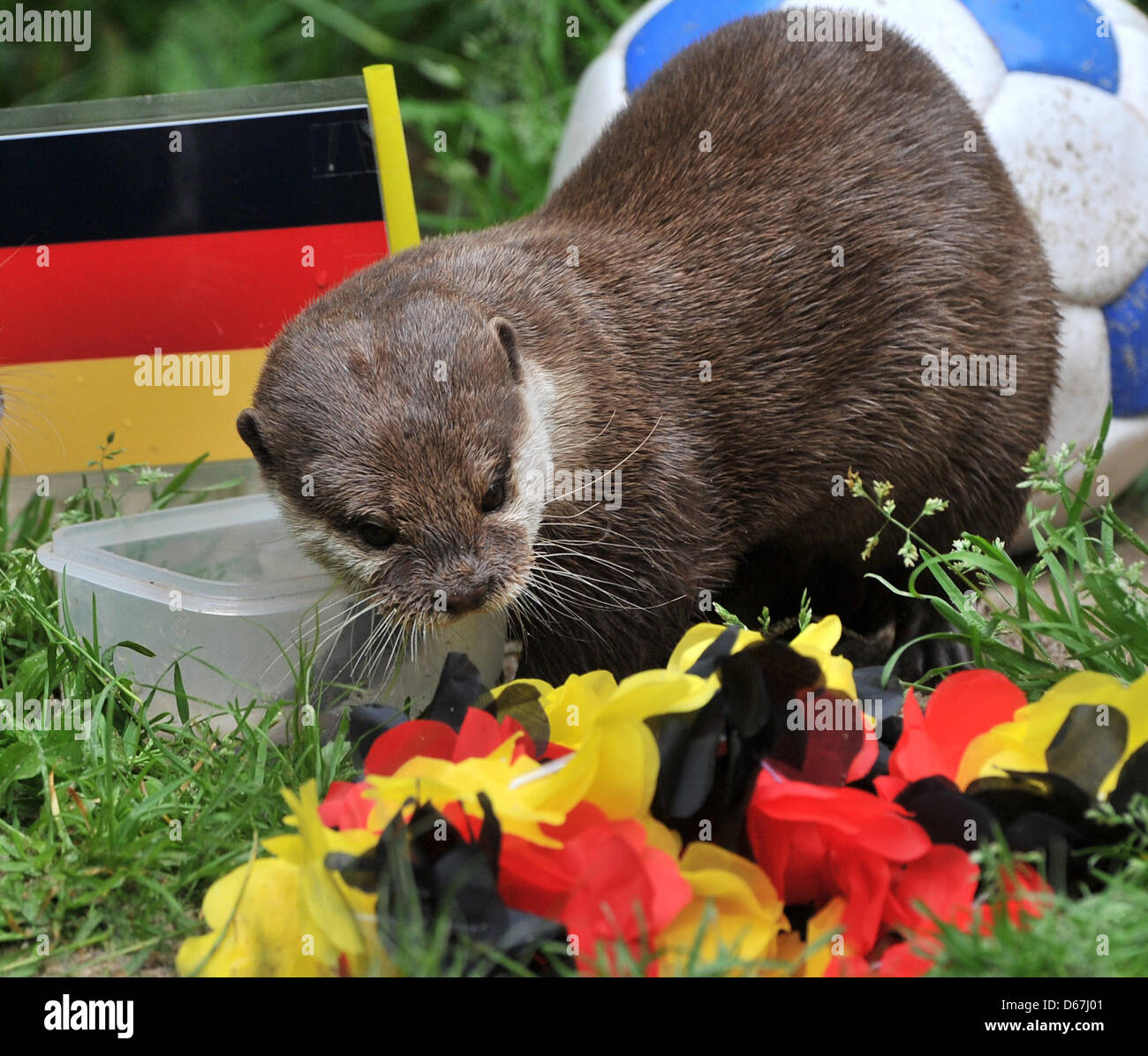 Otter Ferret predicts a victory of the German team in the