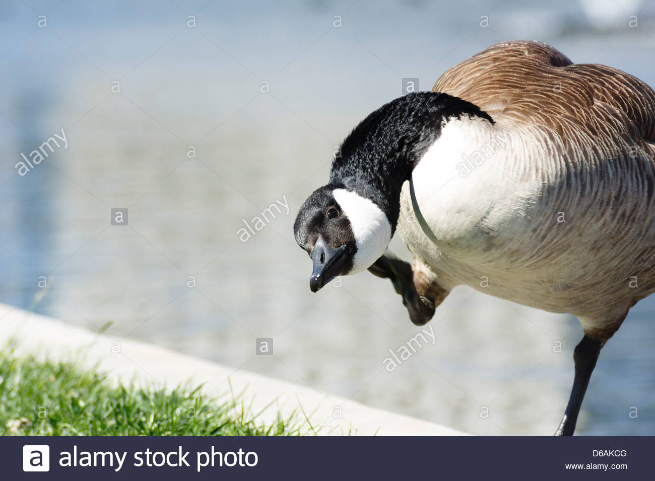 canada goose shop los angeles canada goose shop los angeles