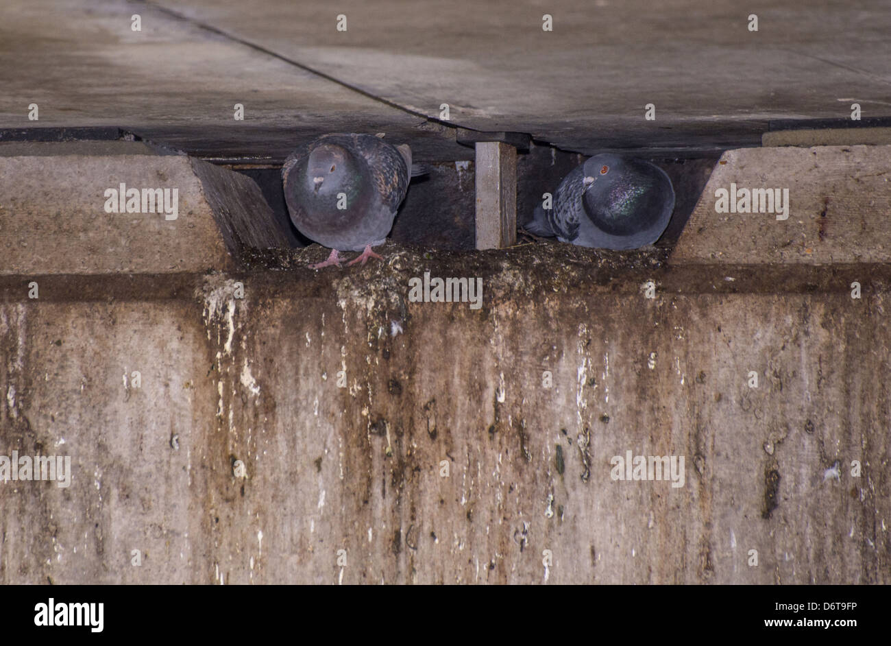 Feral Pigeon (Columba livia) two adults, nesting under bridge Stock