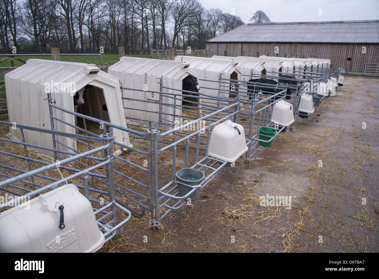 Domestic Cattle, Holstein dairy calves, standing in calf hutches Stock