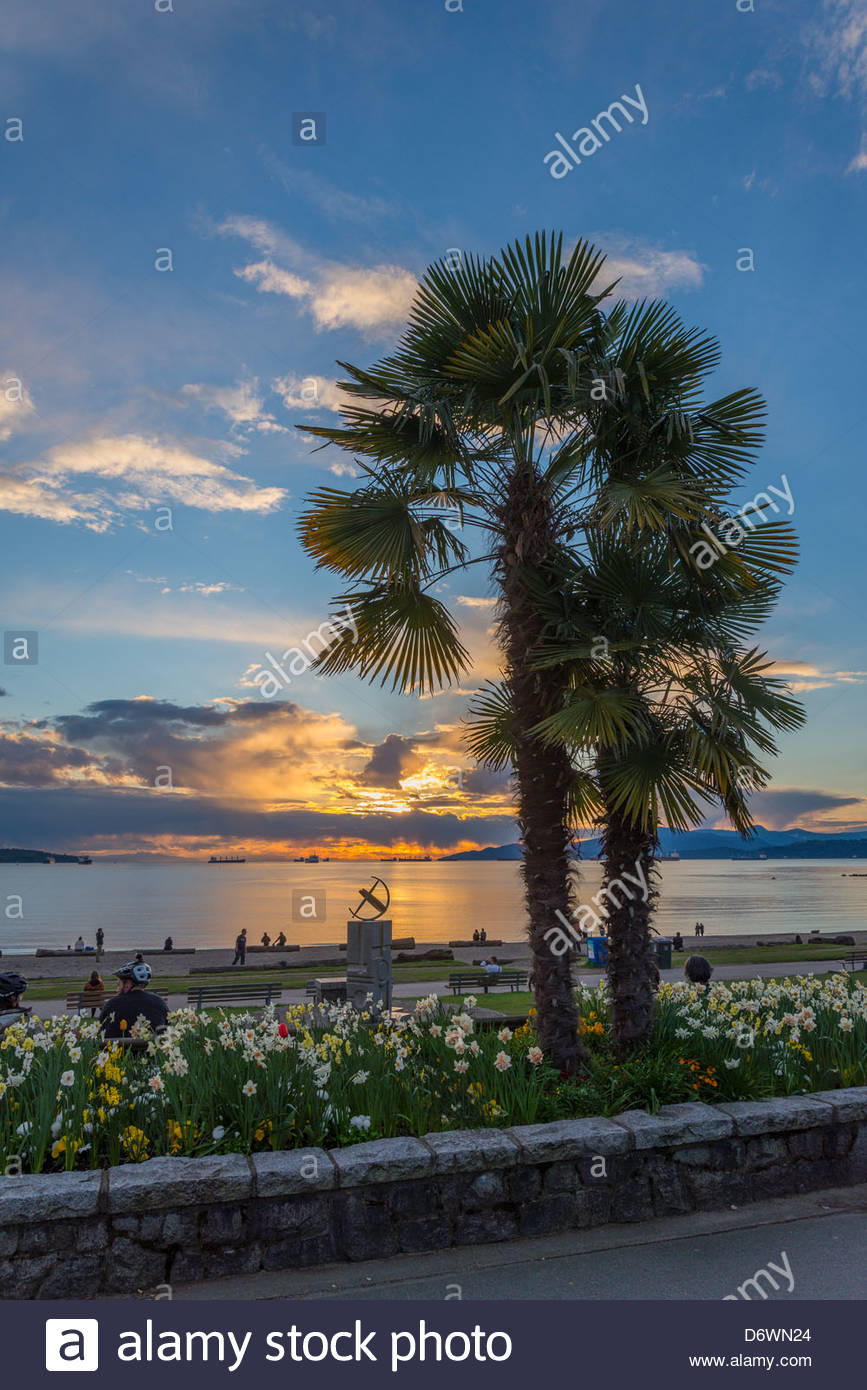 Palm tree in English Bay at sunset, Vancouver, British Columbia Stock