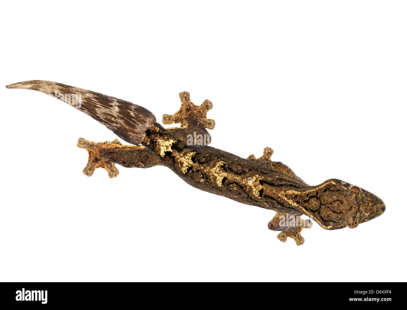 gecko climbing stock photos & gecko climbing stock images - alamy gecko climbing stock photos & gecko climbing stock images - alamy