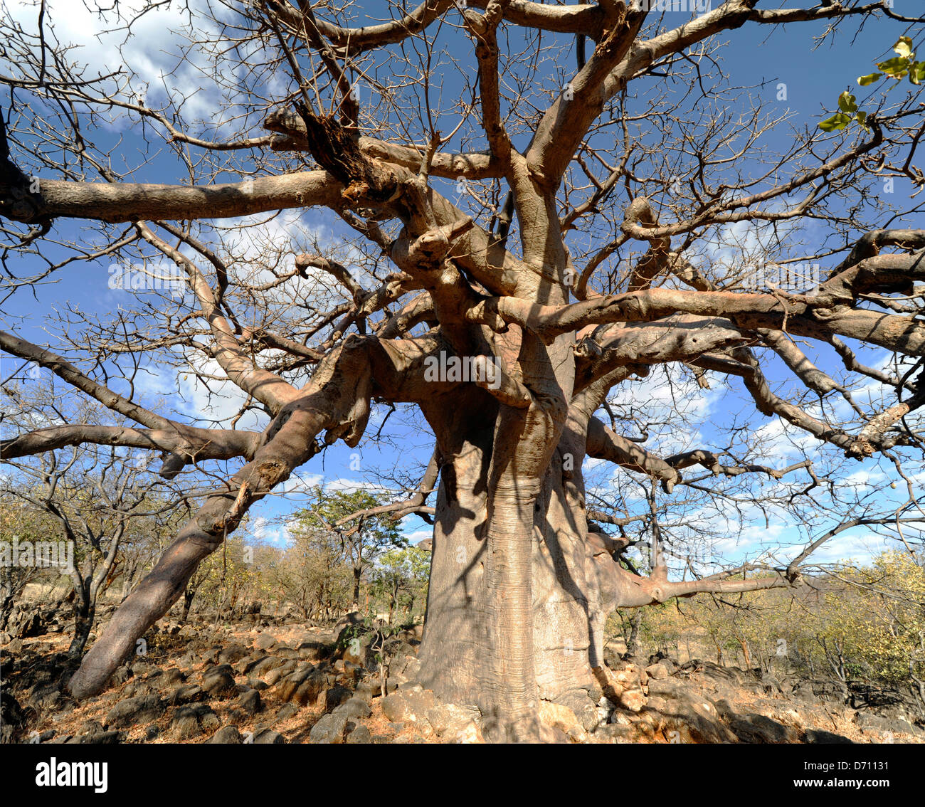 Baobab tree in African savannah Stock Photo, Royalty Free Image