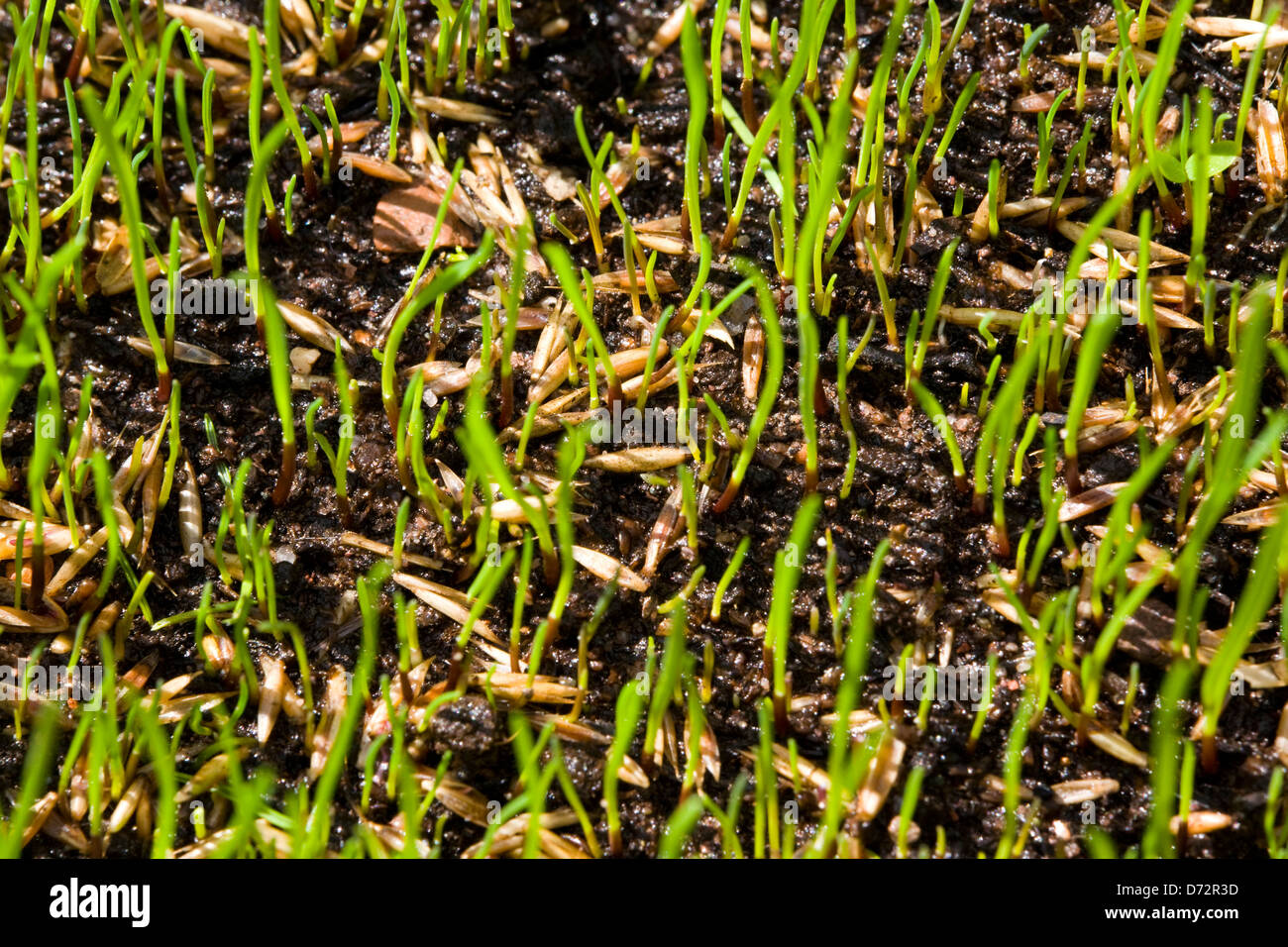 Germination of grass seeds germinating after being sown on top soil