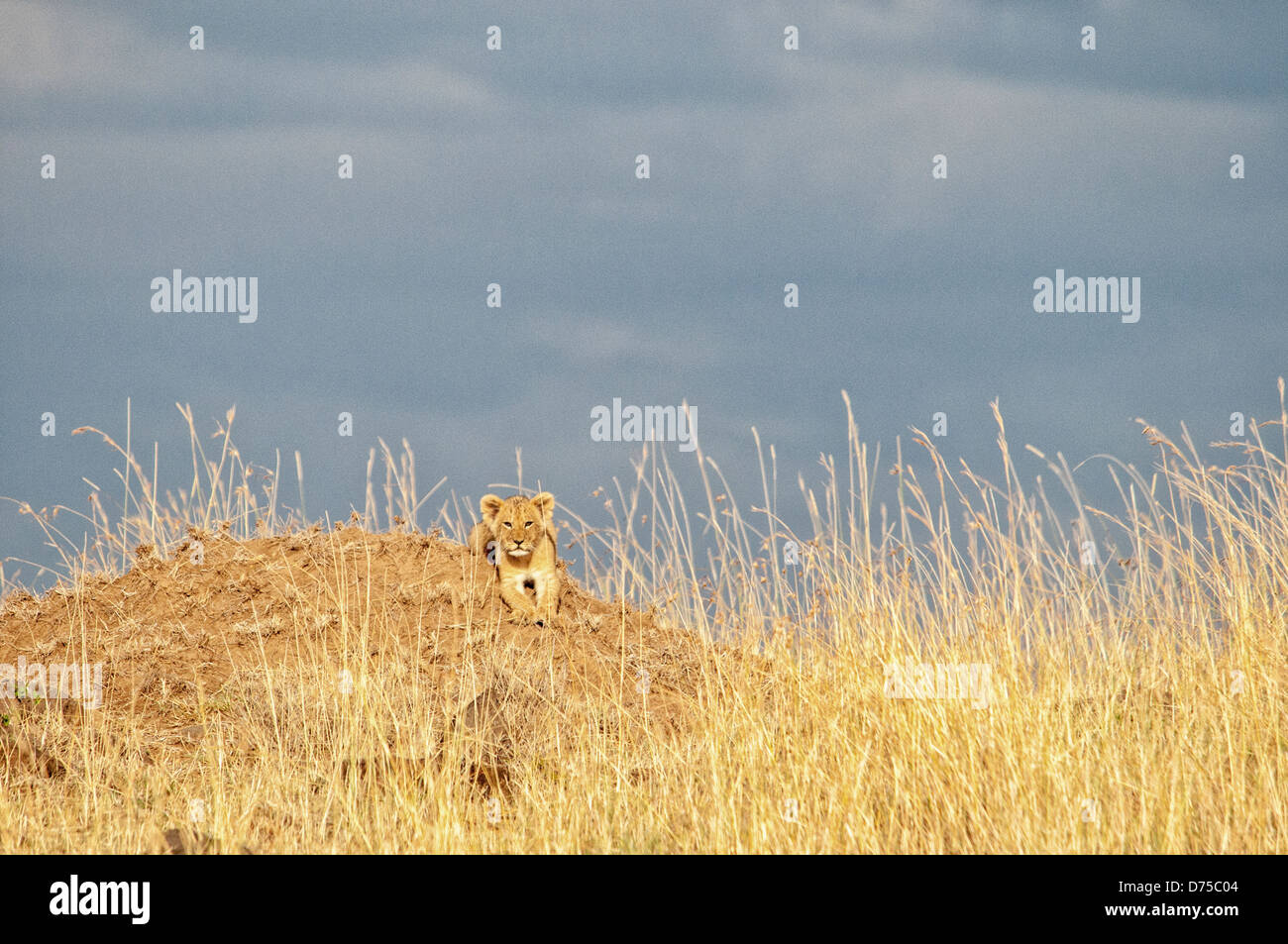small-lion-cub-panthera-leo-in-tall-gras