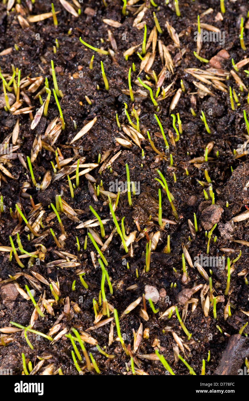 Germination of grass seeds germinating after being sown on top soil