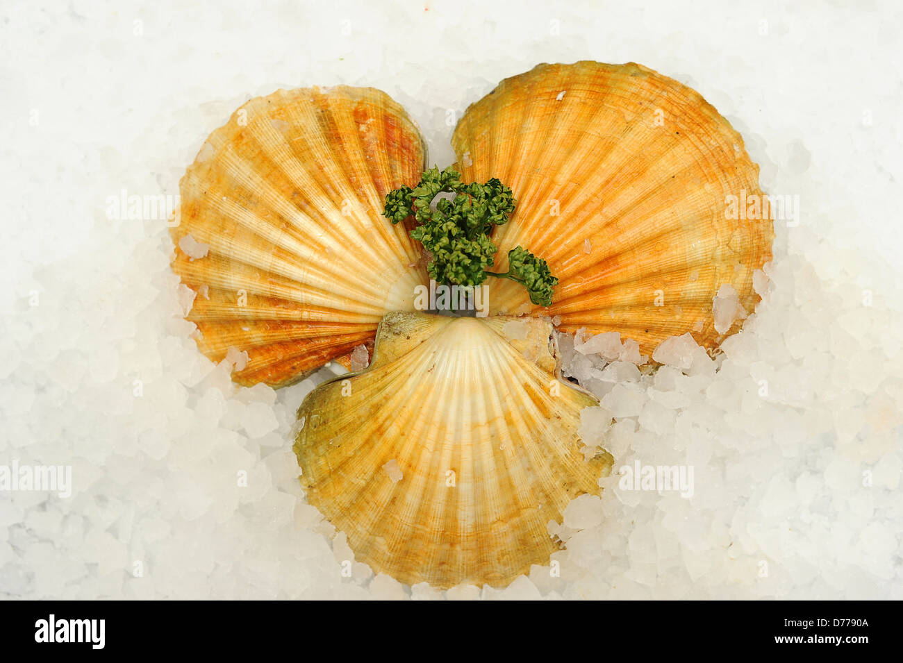 Scallops In Shell Hi Res Stock Photography And Images Alamy