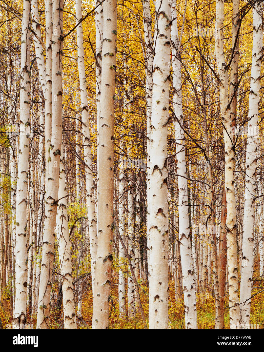 birch paper Birch paper company case analysis executive summary birch paper company is a medium sized, partly-integrated paper companyit produces white and craft papers and paperboard it has four producing divisions and a timberland division – the thompson division converts the paperboard output into corrugated box and prints and. birch paper Birch paper company case analysis executive summary birch paper company is a medium sized, partly-integrated paper companyit produces white and craft papers and paperboard it has four producing divisions and a timberland division – the thompson division converts the paperboard output into corrugated box and prints and.