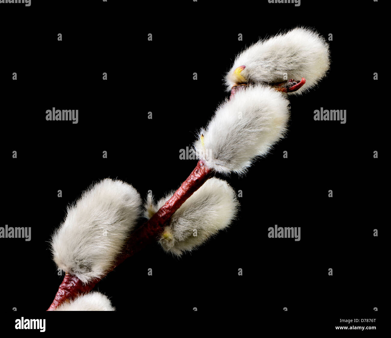 Macro Of An Isolated Pussy Willow Twig Stock Photo Alamy