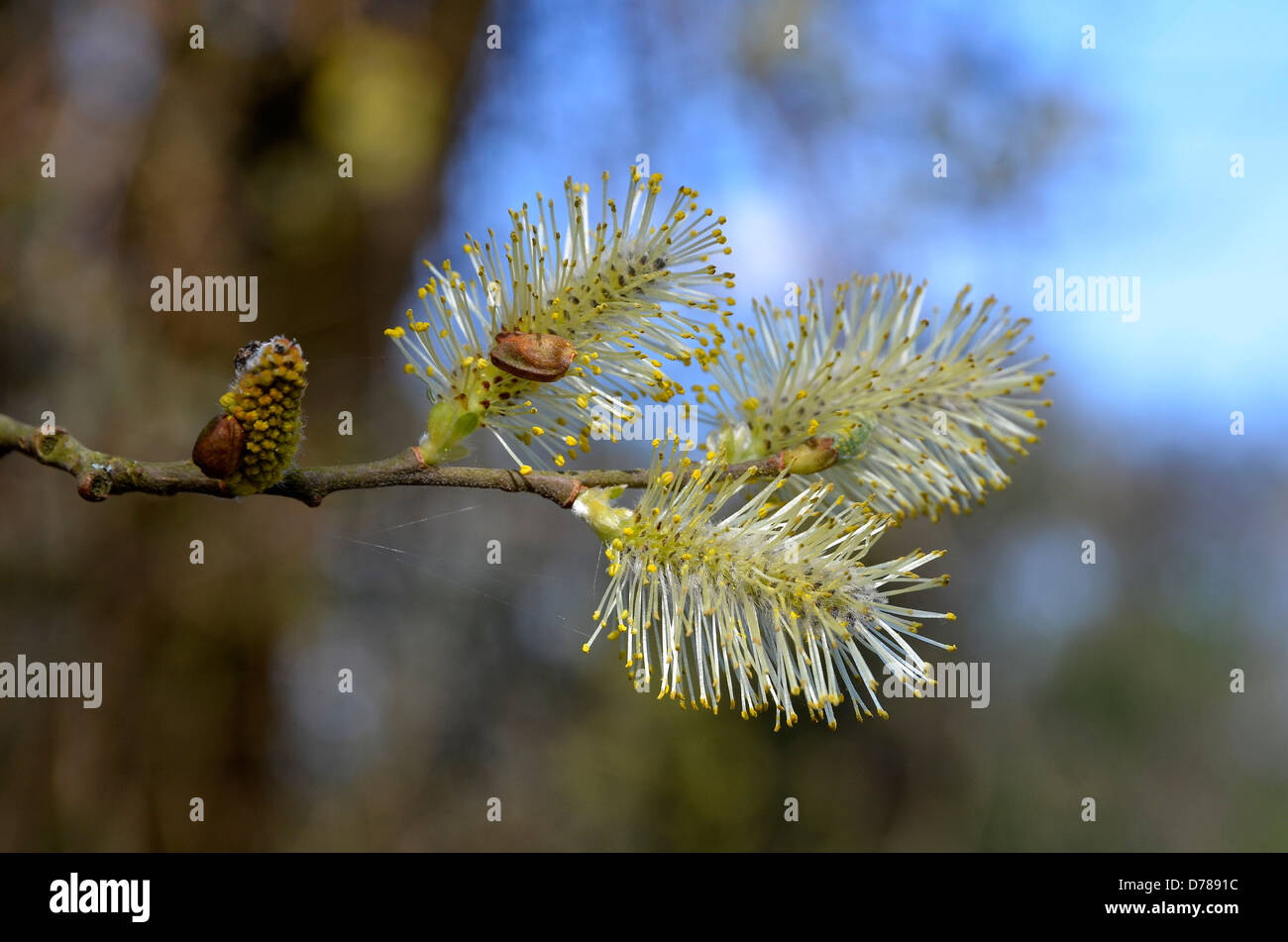 Pussy Willow Flowers On Salix Cinerea Grey Willow Stock Photo Alamy