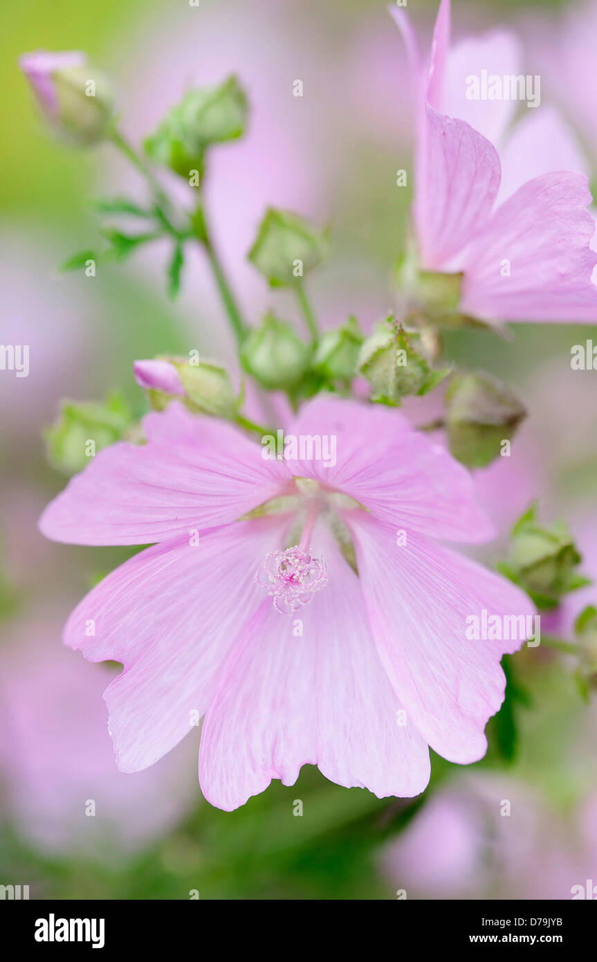 delicate pale pink flowers of kashmir mallow lavatera cachemiriana stock photo royalty free delicate pale pink flowers of kashmir mallow lavatera cachemiriana stock photo royalty free