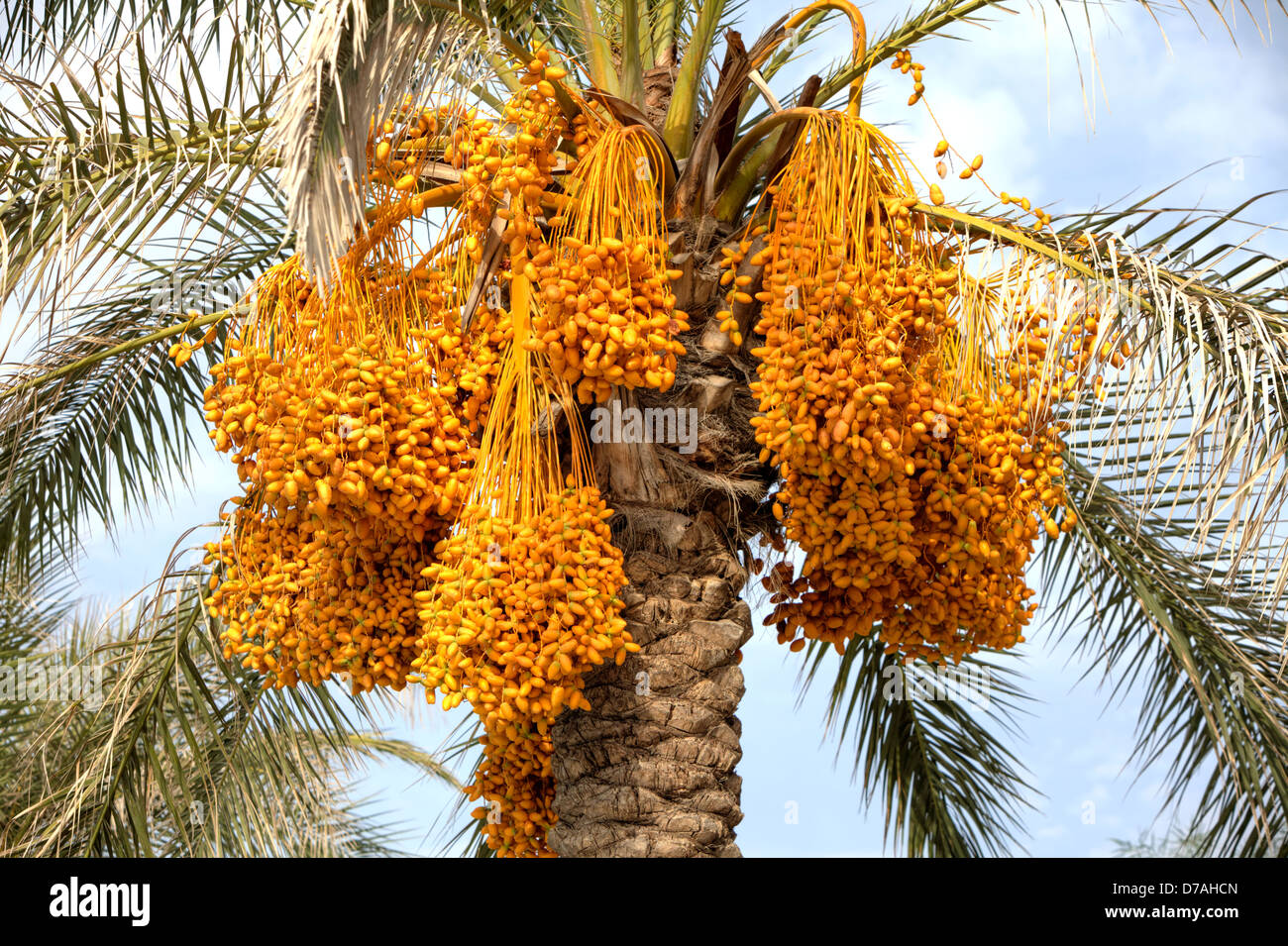 Fresh ripe dates on a palm tree Stock Photo, Royalty Free Image 56166901 Alamy