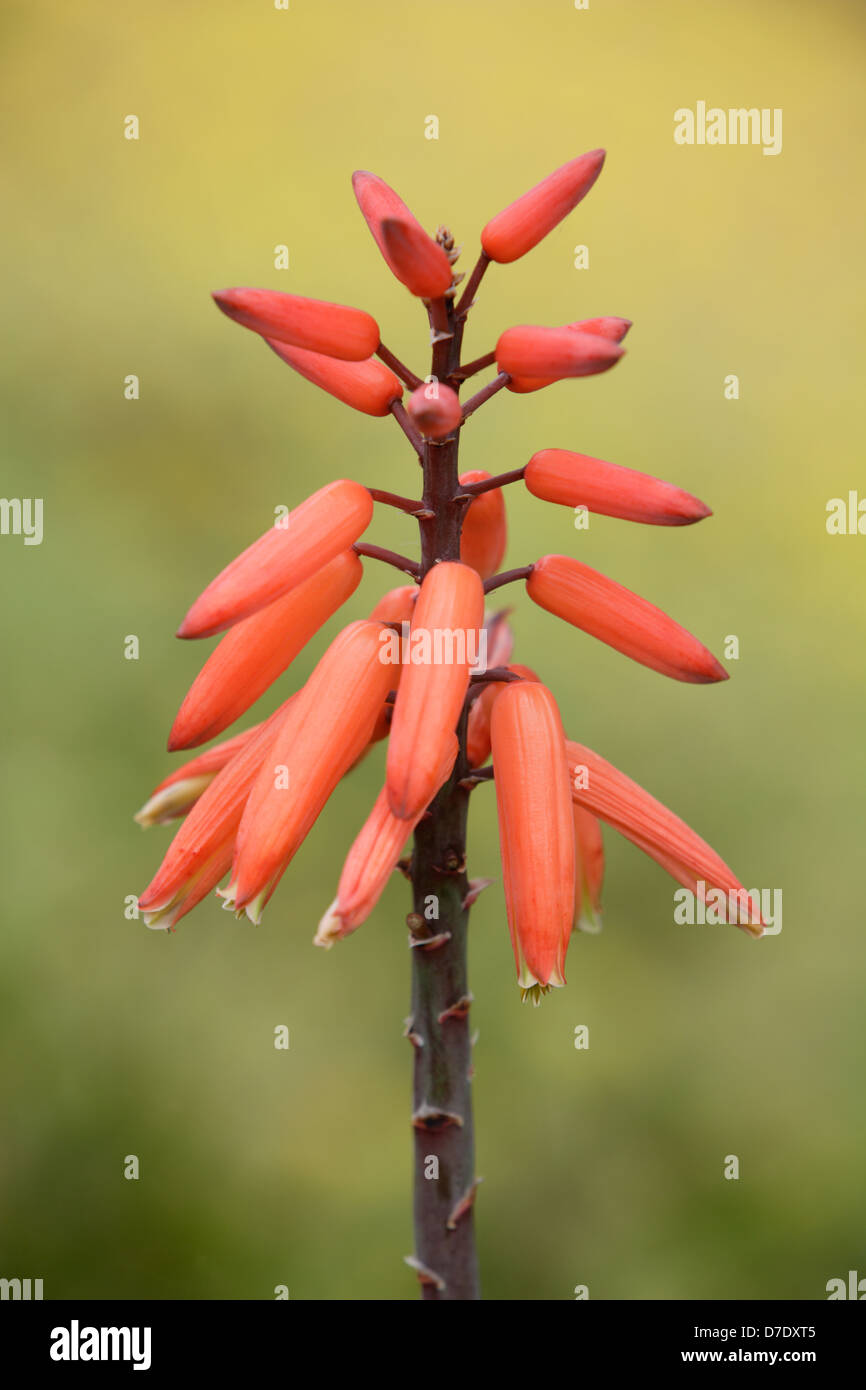 Billbergia Stock Photo, Royalty Free Image 56240133 Alamy
