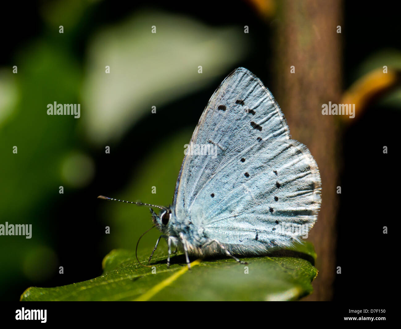 holly-blue-butterfly-celastrina-argiolus