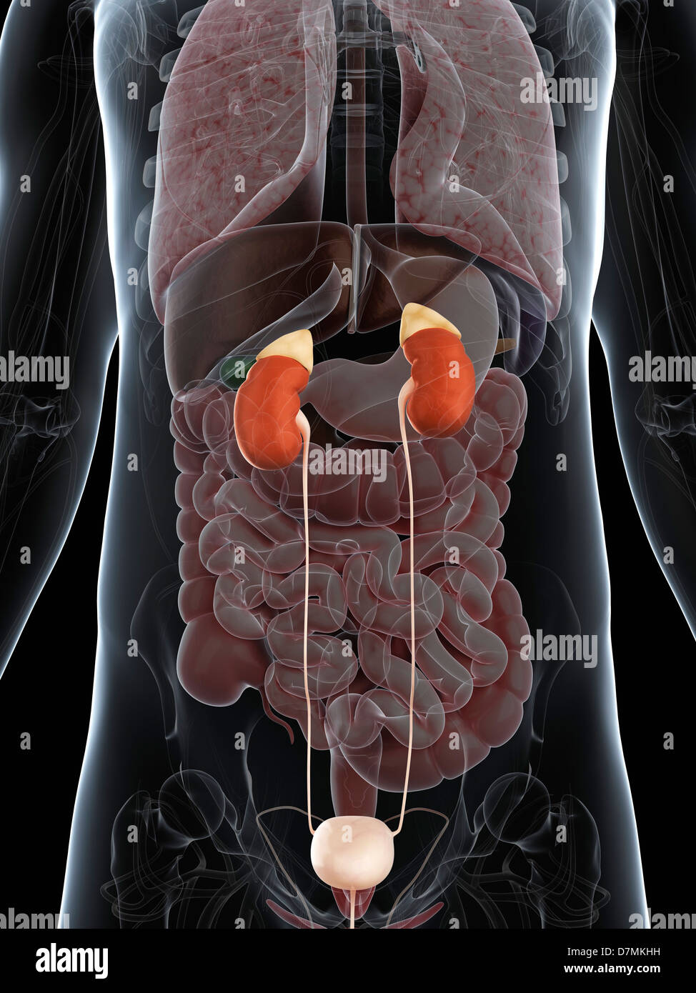 Male Urinary System Artwork Stock Photo Alamy