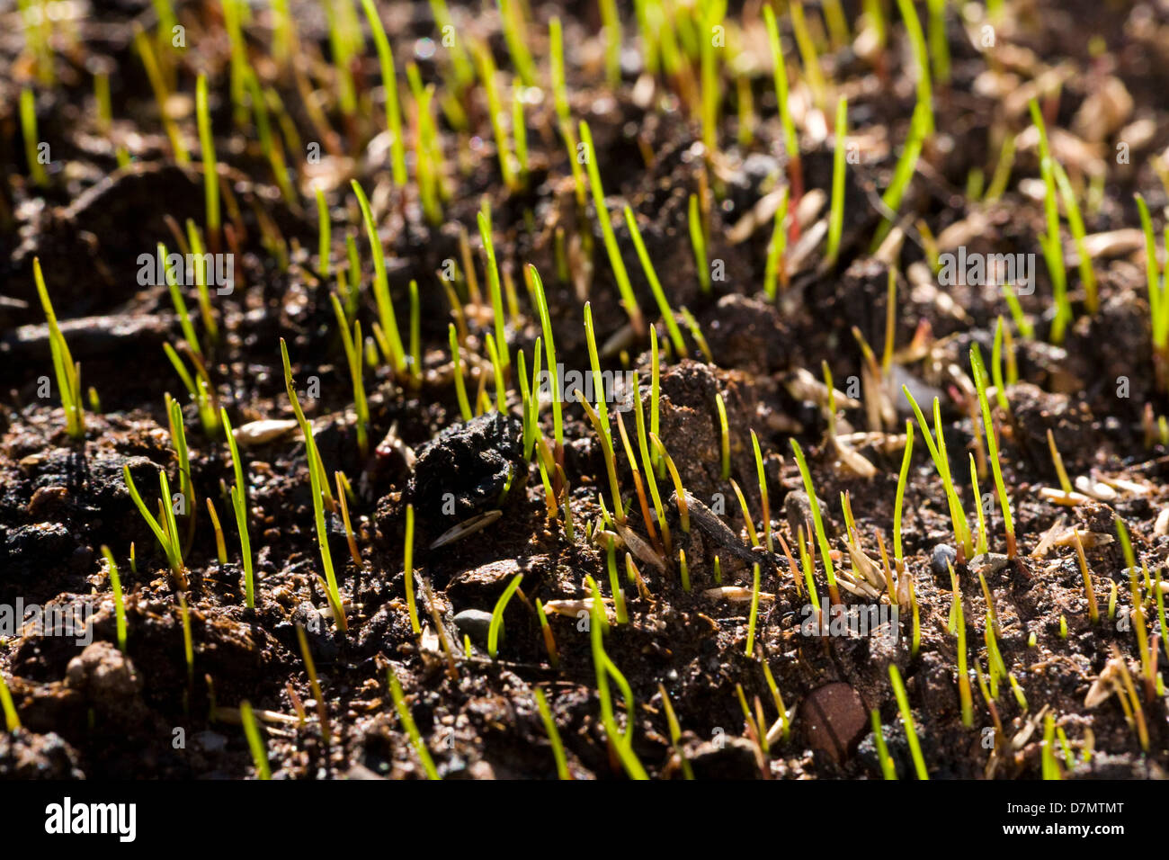Germination of grass seeds germinating after being sown on top soil Stock Photo, Royalty Free