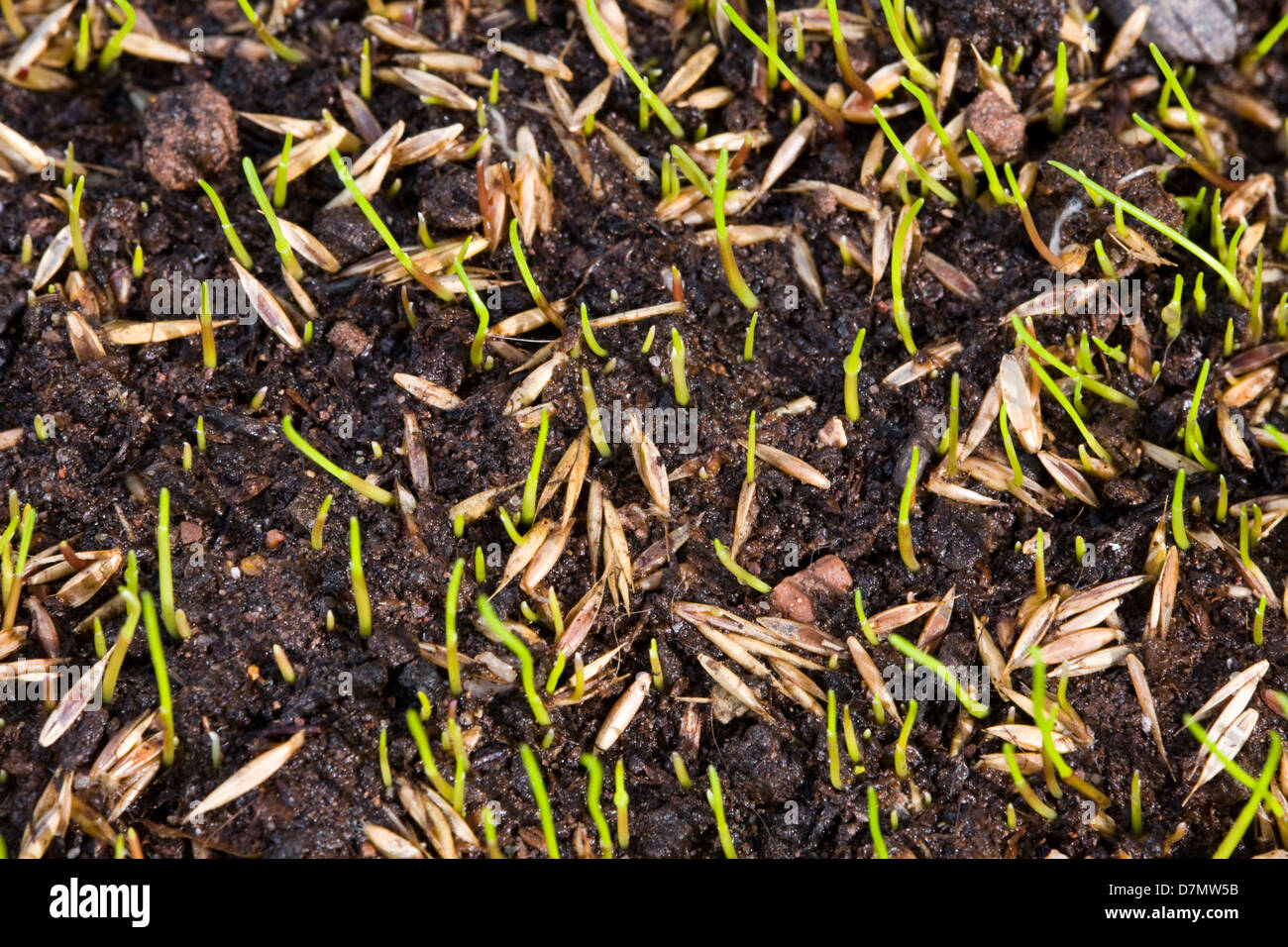 Germination of grass seeds germinating after being sown on top soil Stock Photo, Royalty Free