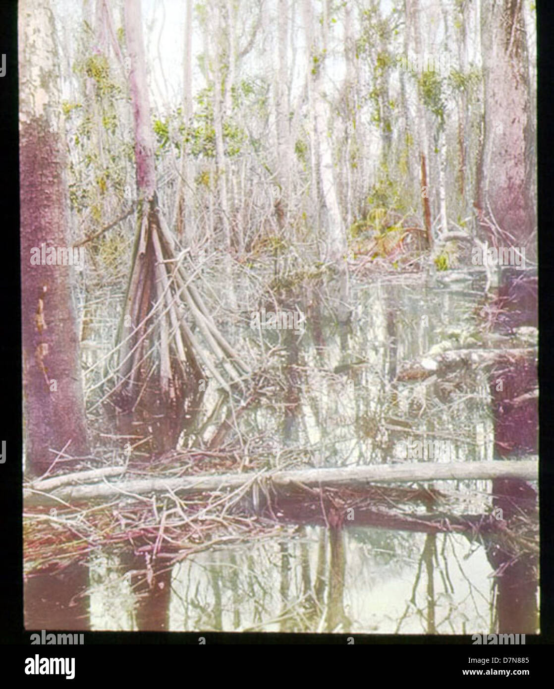 Swamp And Tree Trunk Stock Photo Alamy